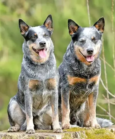 Australian Dog VS Blue the Difference? - Cattle World