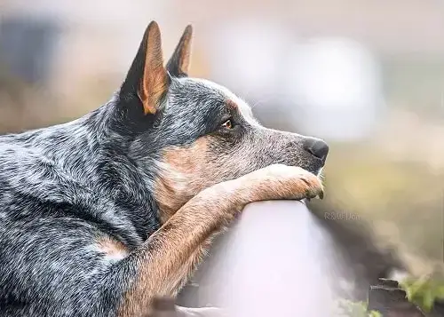 How can i calm my blue heeler down