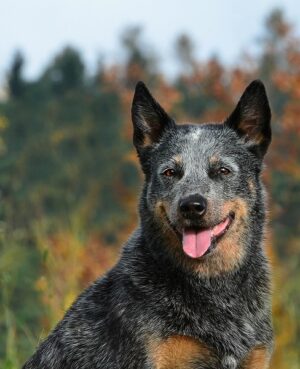 is a blue heeler a good family dog