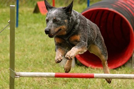 Are Australian Cattle Dogs easy to train