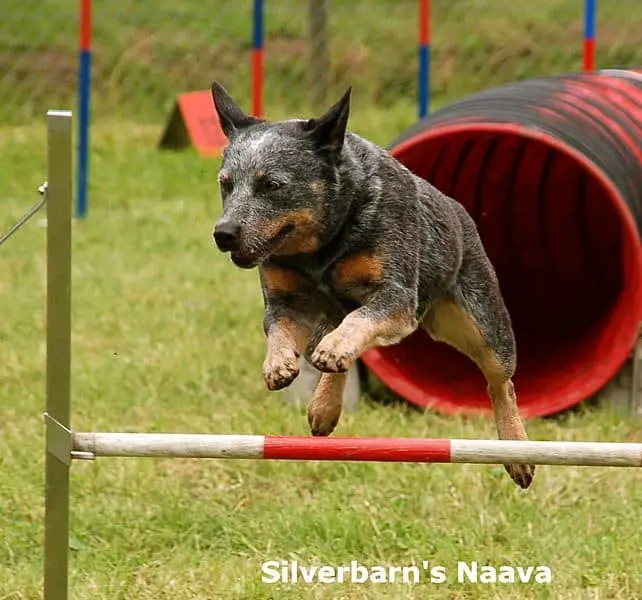Are Australian Cattle Dogs easy to train