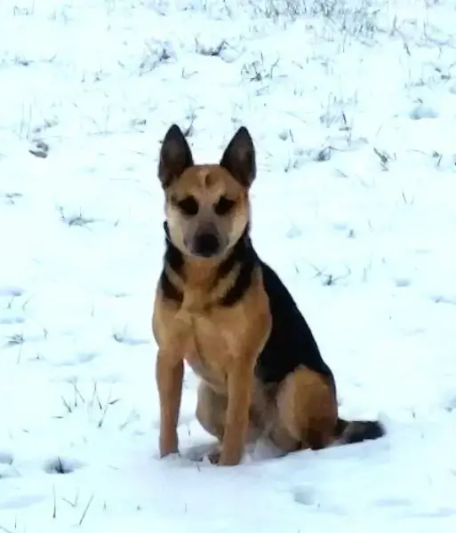 what do cattle dogs do