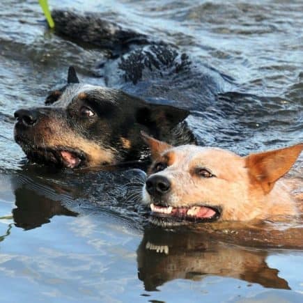 Can Australian Cattle Dogs swim