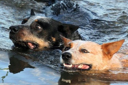Can Australian Cattle Dogs swim