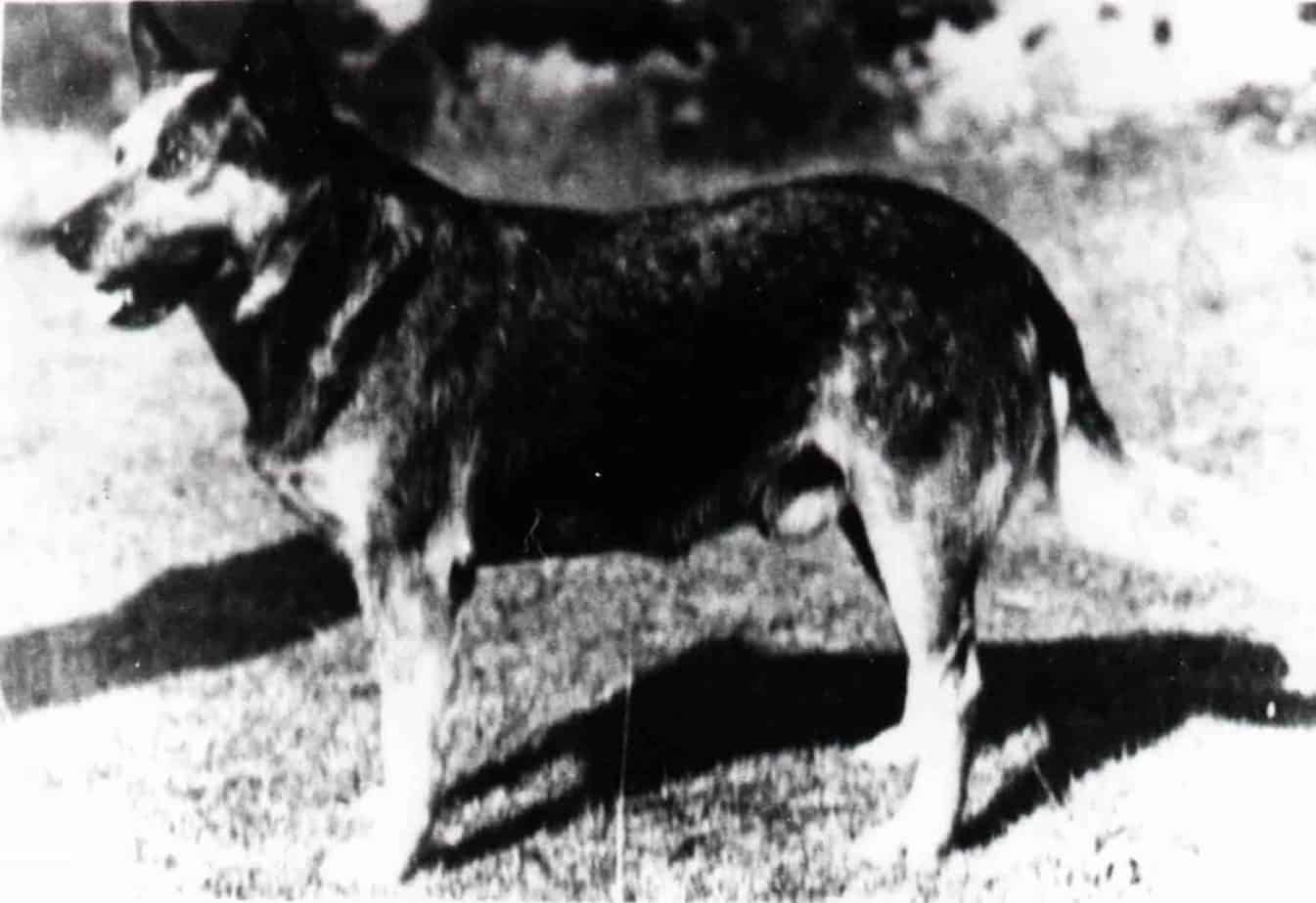 Australian Cattle Dog History - Cattle Dog World