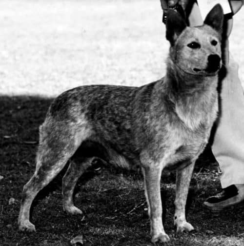 Cattle Dog History