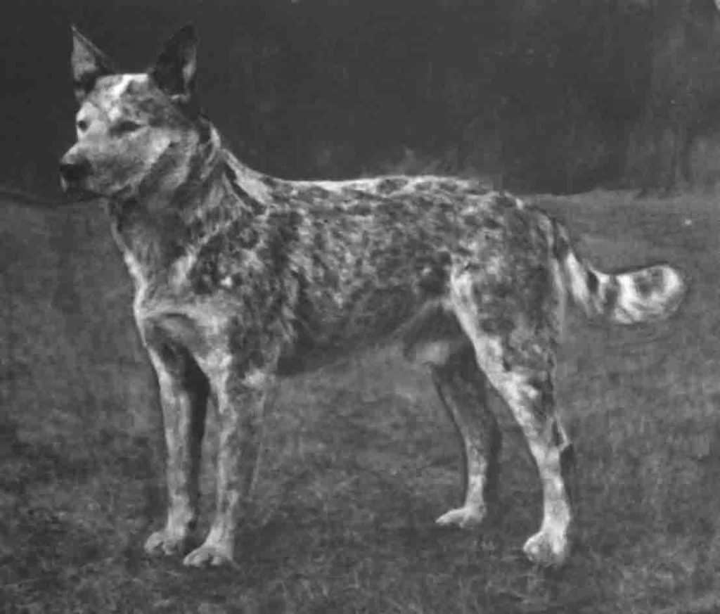 Cattle Dog History