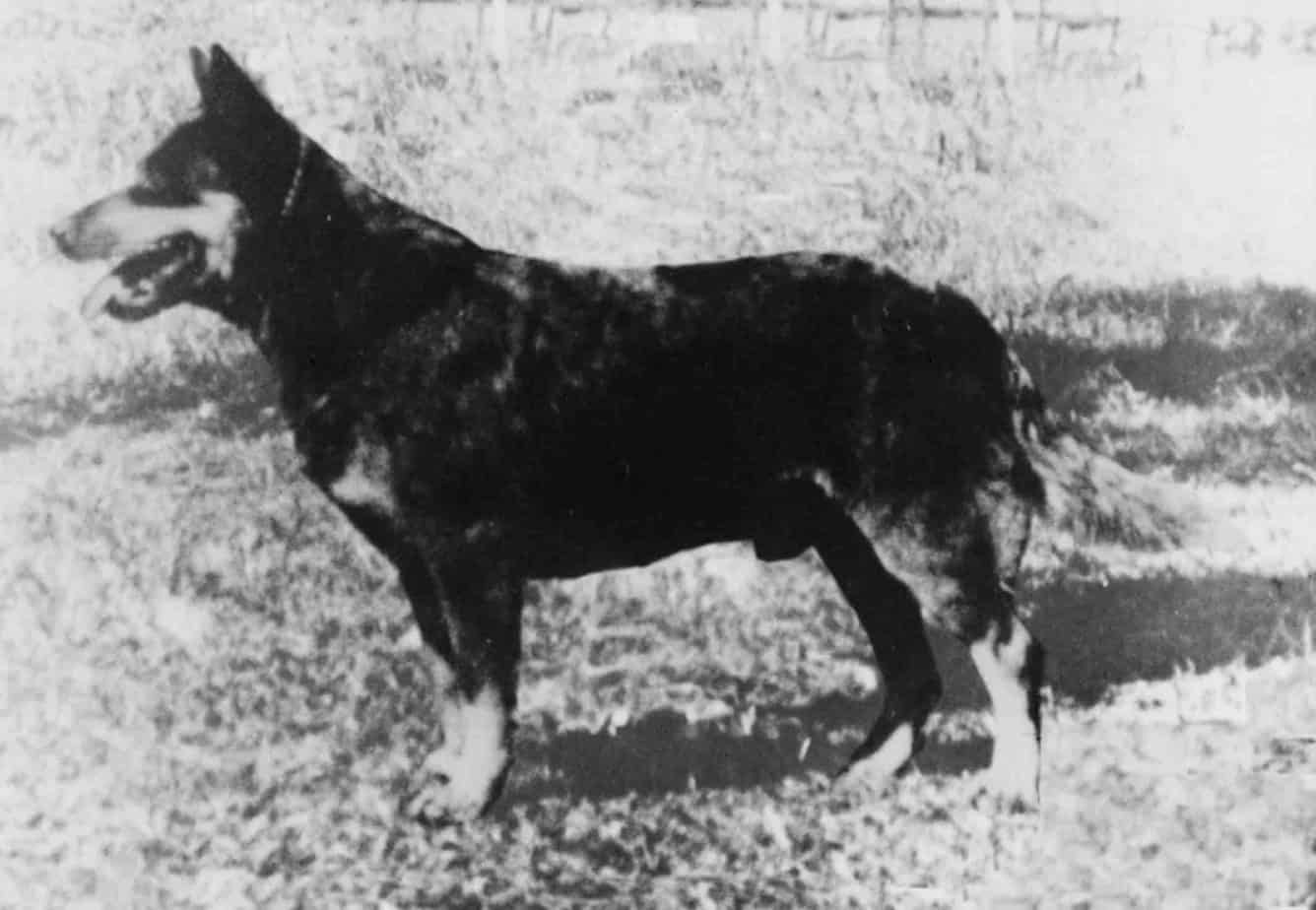 Australian Cattle Dog History - Cattle Dog World