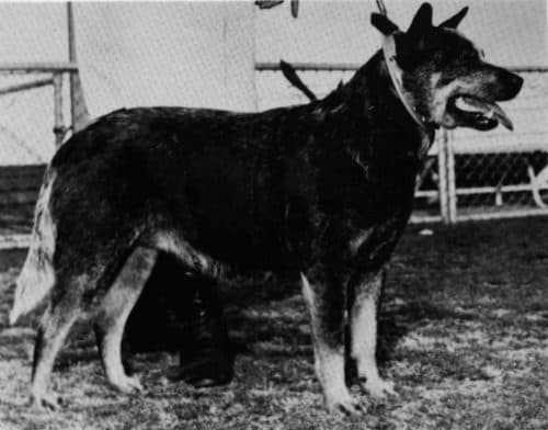 Australian Cattle Dog History