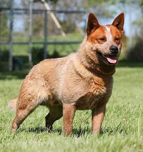 How Much Do Australian Cattle Dogs Shed?