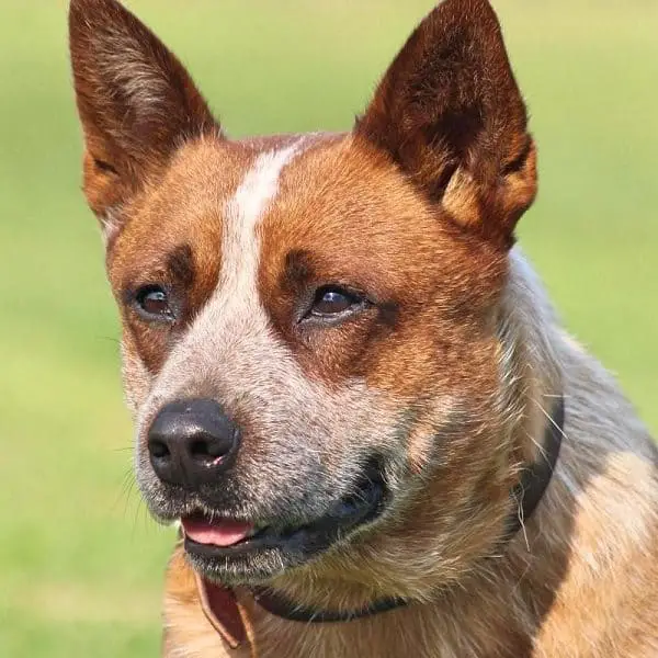 What breeds make up the Australian Cattle Dog