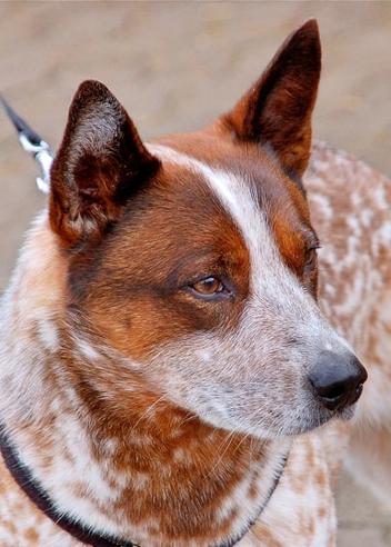 Australian Cattle Dog Complete Breed Information And History Cattle Dog World