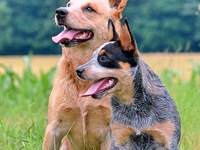 Are Australian Cattle Dogs good with other dogs?