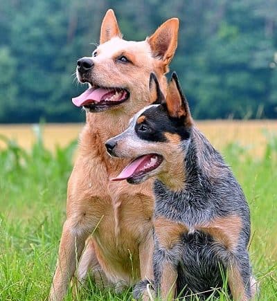 Are Australian Cattle Dogs good with other dogs?