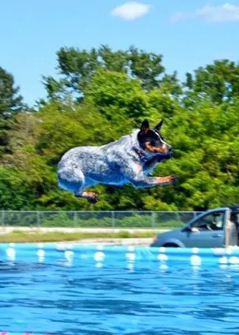 australian cattle dogs swim