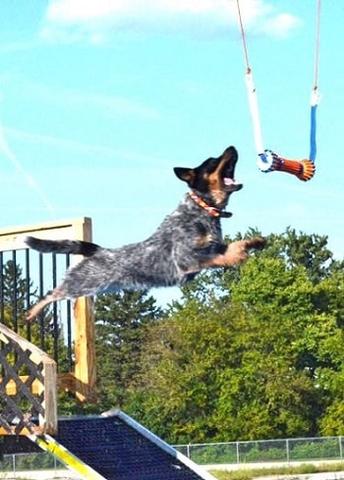 can australian cattle dogs swim