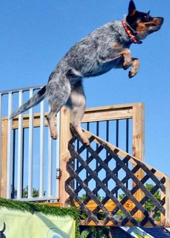 can australian cattle dogs swim