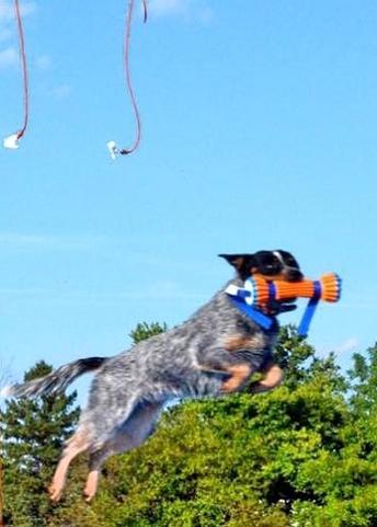 can australian cattle dogs swim