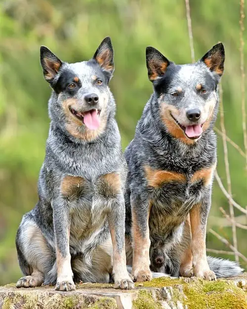 Australian Cattle Dogs Blue Heelers