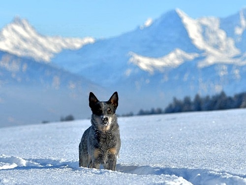 Australian Cattle Dogs do well in the cold
