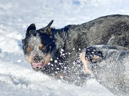 Australian Cattle Dogs cold