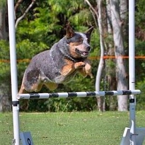 Australian Cattle Dogs Need a Lot of Exercise