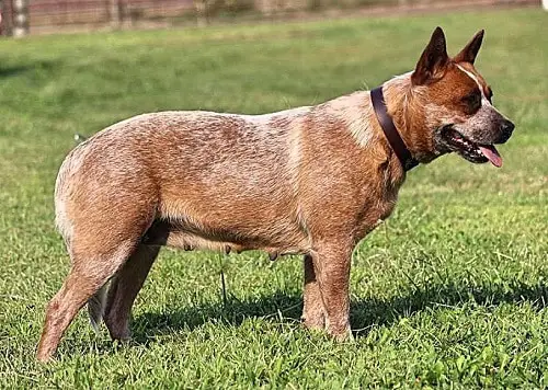 red heeler australian cattle dog