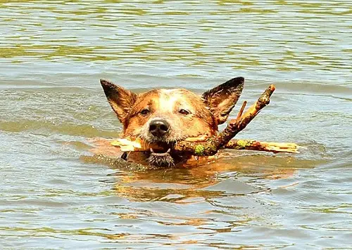 Can Australian Cattle Dogs Swim