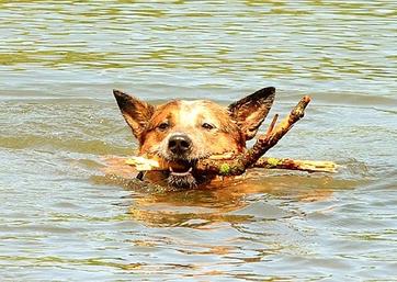 can australian cattle dogs swim