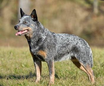 is the australian cattle dog considered aggressive