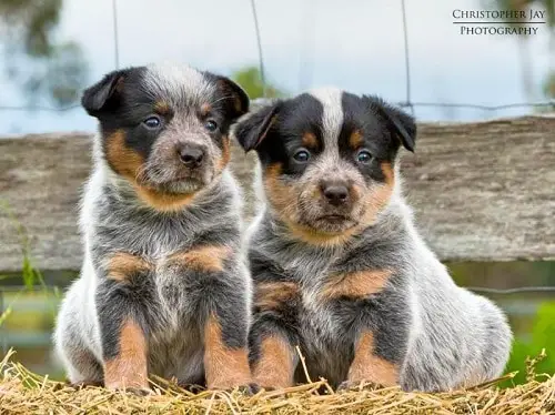 Facts about the Australian Cattle Dog