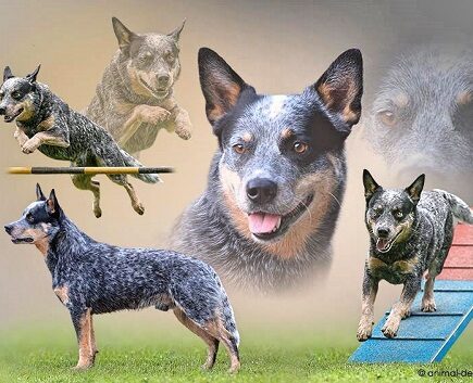 Facts about the Australian Cattle Dog