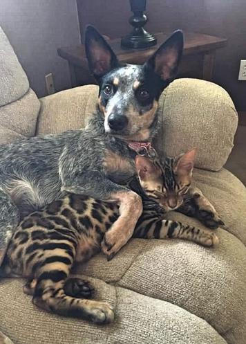 can a raised australian dog live with a cat