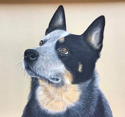 Australian Cattle Dog 15 Most Asked Questions and Answers
