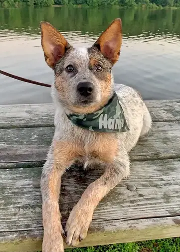 Butler Creek Blue Heelers