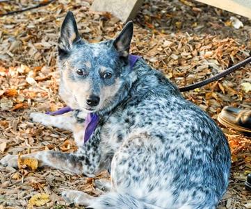 are blue heelers dangerous