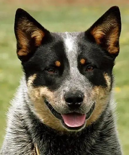 are blue heelers cuddly