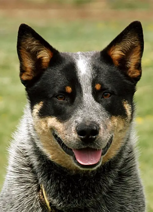 blue heeler breed dog