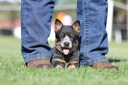 Australian Cattle Dog Socialization