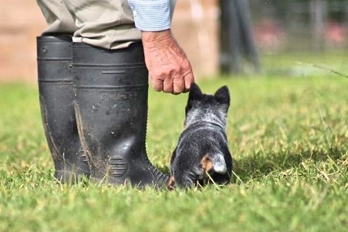 Australian Cattle Dog Socialization