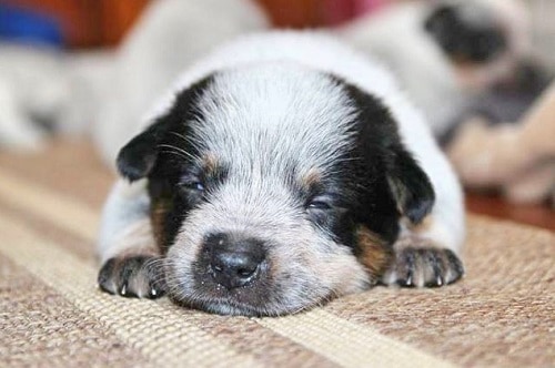 Australian Cattle Dog Socialization