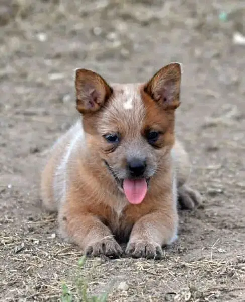 how much are red heeler puppies