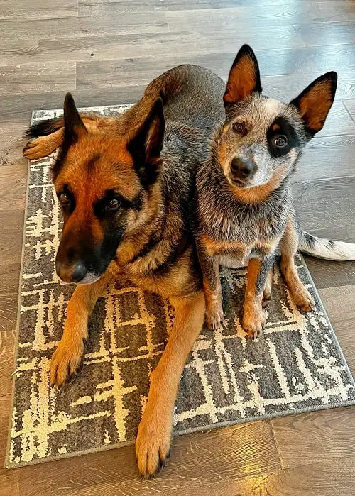 Australian Cattle Dogs good with other dogs