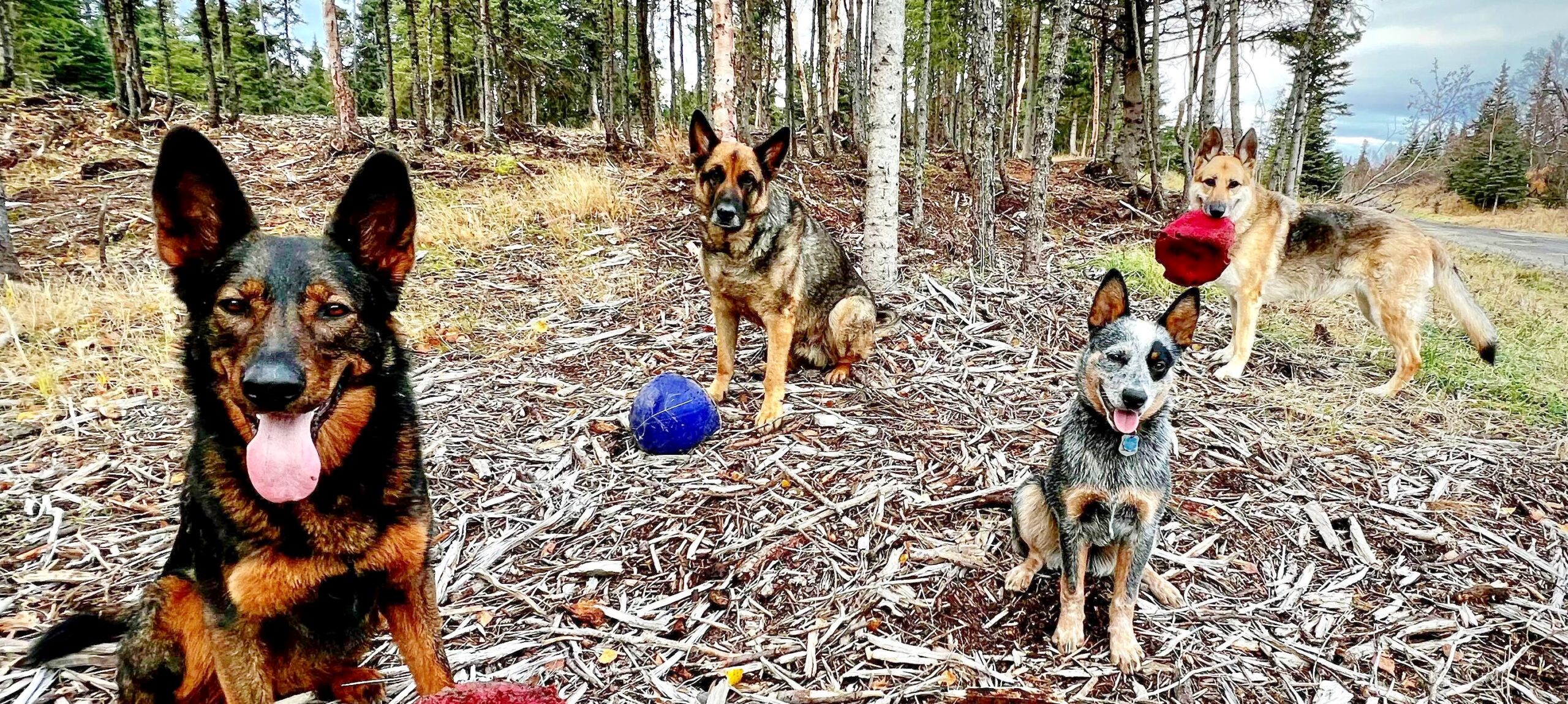 Australian Cattle Dogs good with other dogs