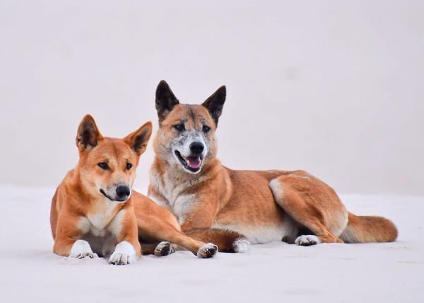 What breeds make up the Australian Cattle Dog