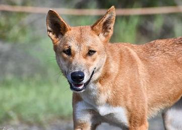 what breeds make up a cattle dog