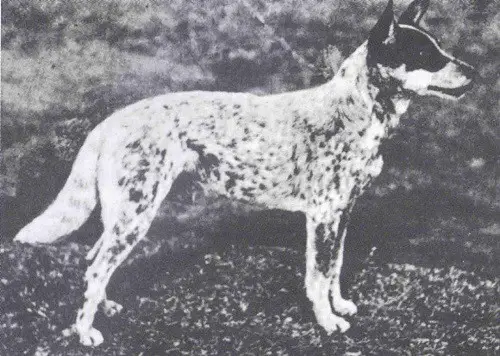 Australian cattle dog history